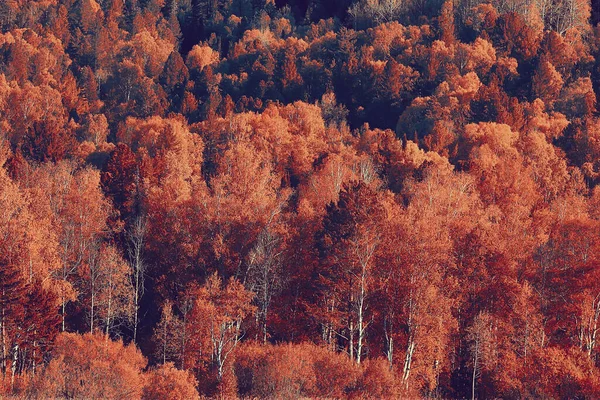 Abstract Background Texture Autumn Forest Yellow Trees Pattern Landscape View — Stock Photo, Image