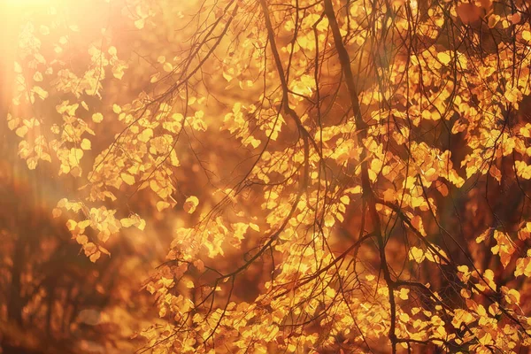 Elvont Ősz Ősz Háttér Levelek Sárga Természet Október Tapéta Szezonális — Stock Fotó