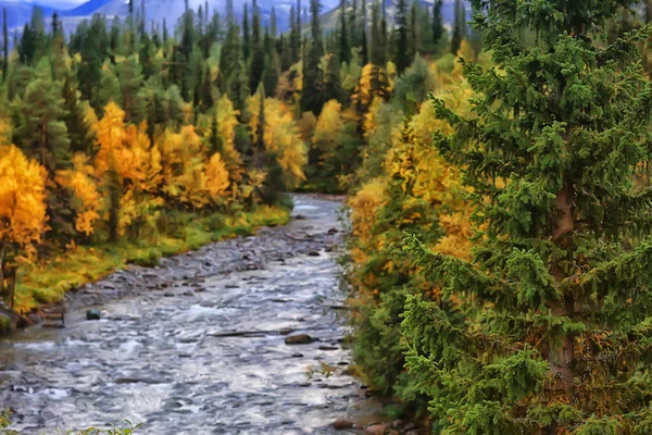 Paysage Pittoresque Automne Arbres Forêt Rivière Lac Vue Sur Nature — Photo