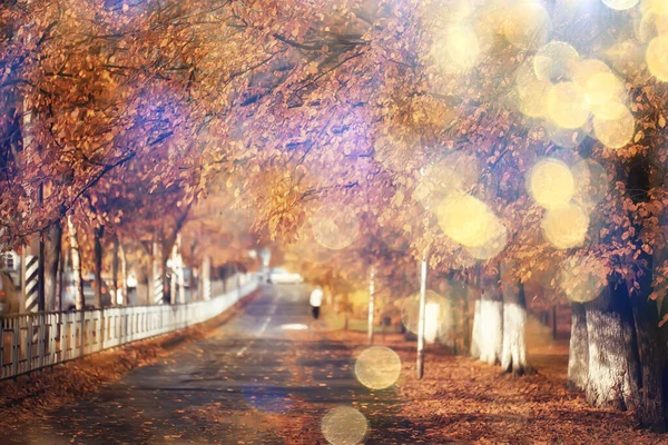 Ηλιόλουστο Τοπίο Στο Πάρκο Φθινόπωρο Φθινόπωρο Εποχή Φόντο Πορτοκαλί Πάρκο — Φωτογραφία Αρχείου