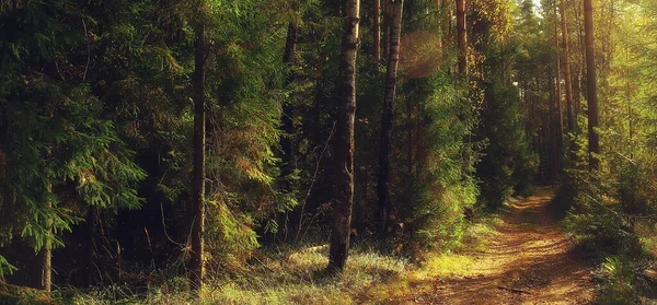 Paisaje Verano Bosque Panorama Naturaleza Verano Estación Paisaje Árboles — Foto de Stock