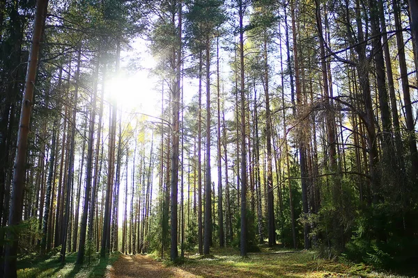 Sommar Landskap Skogen Bakgrund Panorama Natur Sommar Säsong Landskap Träd — Stockfoto