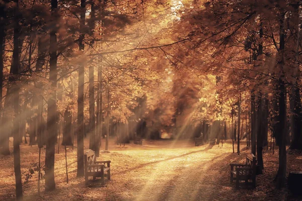 Zonnig Landschap Herfstpark Achtergrond Herfstseizoen Oranje Park — Stockfoto