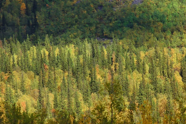 Otoño Bosque Paisaje Fondo Abstracto Octubre Vista Árboles Amarillos Caída —  Fotos de Stock