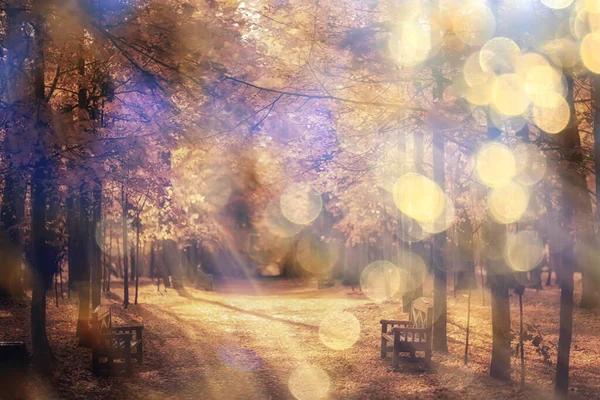 Сонячний Пейзаж Осінньому Парку Осінній Сезон Фону Помаранчевий Парк — стокове фото
