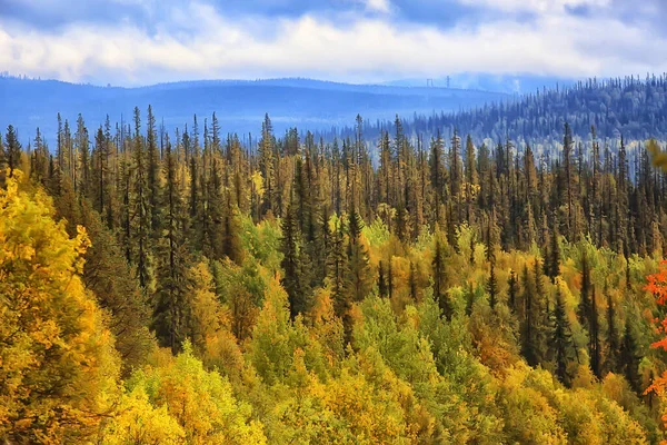 Autumn Forest Landscape Abstract Background October View Yellow Trees Fall — Stock Photo, Image