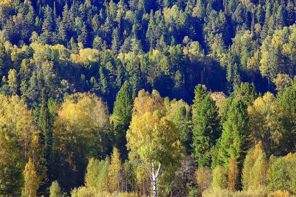 Sonbahar Ormanının Soyut Arkaplan Dokusu Sarı Ağaçlar Desenli Manzara — Stok fotoğraf
