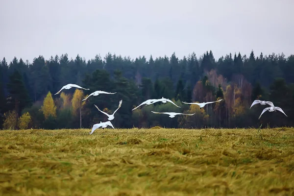 Herbstlandschaft Eine Schar Schwäne Wald Zugvögel Saisonale Migration Oktober — Stockfoto