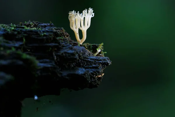 Pequenos Cogumelos Não Comestíveis Cogumelos Venenosos Floresta Fundo Macro Natureza — Fotografia de Stock