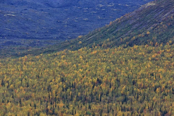 Bos Bergen Landschap Mooi Groen Natuur Zomer Achtergrond Bos — Stockfoto