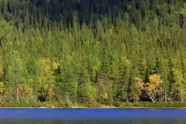 Skog Bergen Landskap Vacker Grön Natur Sommar Bakgrund Skog — Stockfoto