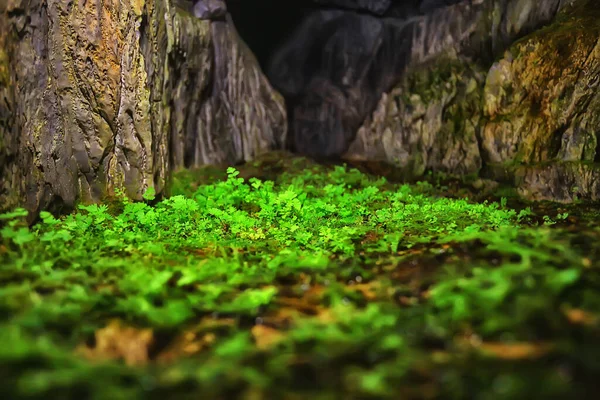 山の中の洞窟トンネル自然景観 — ストック写真