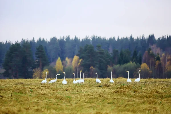Höst Landskap Flock Svanar Skogen Flyttfåglar Säsongsmigration Oktober — Stockfoto