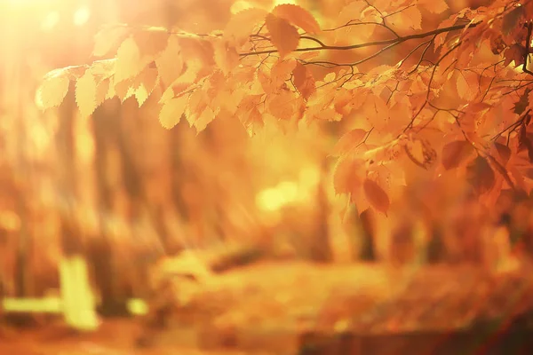 Sunny Landscape Fall Park Autumn Season Background Orange Park — Stock Photo, Image