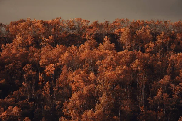 Otoño Taiga Bosque Paisaje Naturaleza Vista Caer Las Montañas —  Fotos de Stock