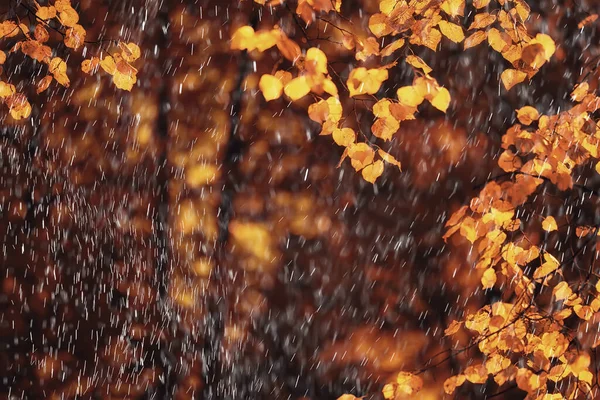 雨の背景秋の風景公園抽象的な季節の誰も天気10月の風景 — ストック写真