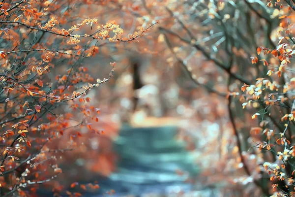 Abstract Herfst Herfst Achtergrond Bladeren Geel Natuur Oktober Behang Seizoensgebonden — Stockfoto