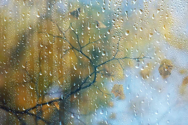 Abstracto Fondo Otoño Gotas Vidrio Otoño Amarillo Hojas Húmedo Octubre —  Fotos de Stock