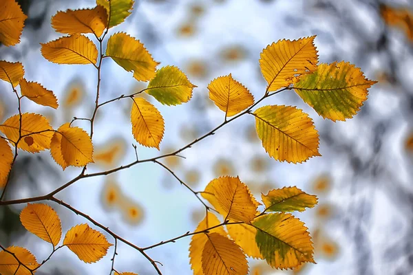 抽象的な秋の背景は黄色の自然を残します10月の壁紙季節 — ストック写真