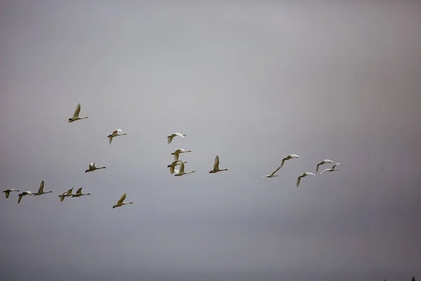 空への飛行中の白鳥の群れ 鳥の移動の野生生物グループ — ストック写真