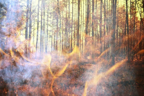 Paysage Fond Feu Forêt Feu Abstrait Fumée Dans Forêt Les — Photo