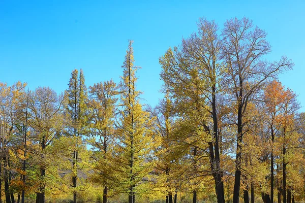 Abstrato Fundo Textura Floresta Outono Árvores Amarelas Padrão Paisagem Vista — Fotografia de Stock