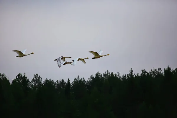 秋の風景 森の中の白鳥の群れ 渡り鳥 10月の季節移動 — ストック写真
