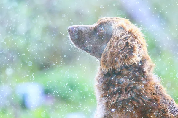 Cão Sem Teto Cão Molhado Chuva Outono Solidão Tristeza Mgrel — Fotografia de Stock