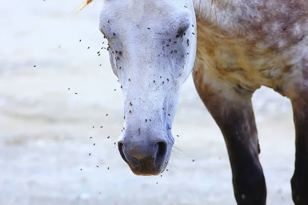 Insekter Biter Hästen Flugor Och Flugor Attackerar Hästens Insektsskyddsfarm — Stockfoto