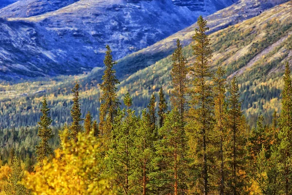 Höst Skog Berg Panorama Landskap Träd Natur Gul Säsong — Stockfoto