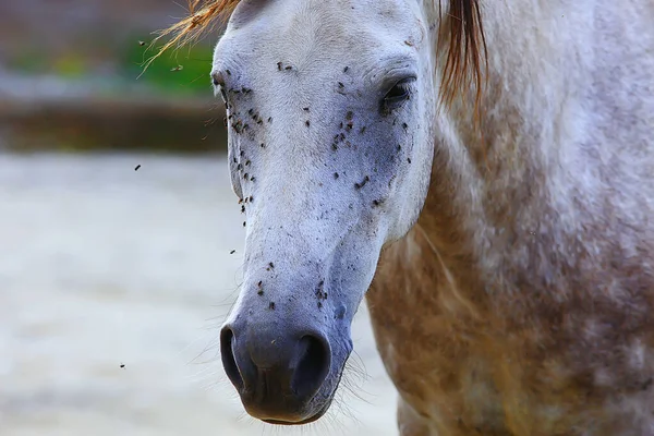 Insekten Beißen Das Pferd Fliegen Und Schwebfliegen Greifen Den Pferdehof — Stockfoto