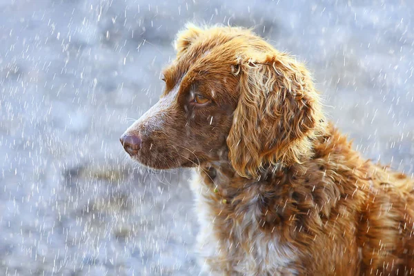 Cão Sem Teto Cão Molhado Chuva Outono Solidão Tristeza Mgrel — Fotografia de Stock