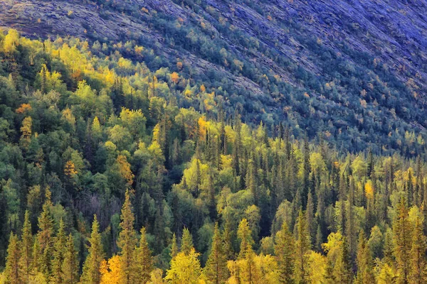 Autumn Taiga Forest Landscape Nature View Fall Mountains — Stock Photo, Image