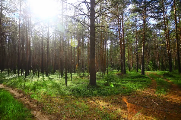 Verão Paisagem Floresta Fundo Panorama Natureza Verão Estação Paisagem Árvores — Fotografia de Stock