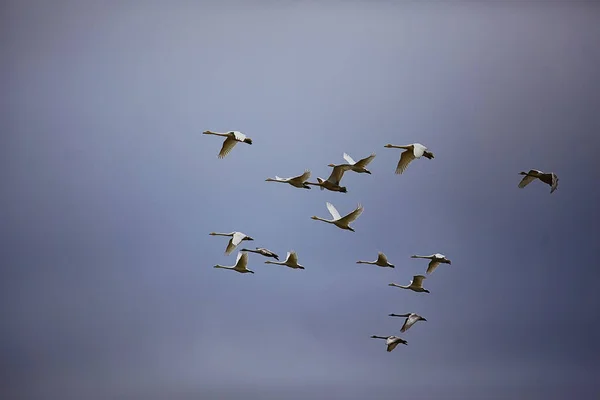 Schwarm Schwäne Flug Gegen Den Himmel Wildvogelgruppe Zieht — Stockfoto
