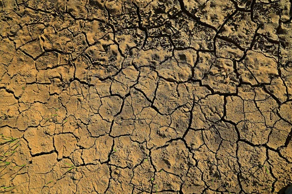 Drought Field Agriculture Problem Heat Cracked Earth — Stock Photo, Image