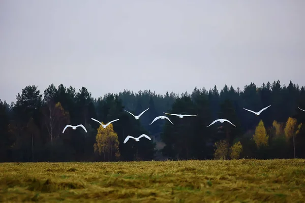 Jesienny Krajobraz Stado Łabędzi Lesie Ptaki Wędrowne Migracja Sezonowa Październiku — Zdjęcie stockowe