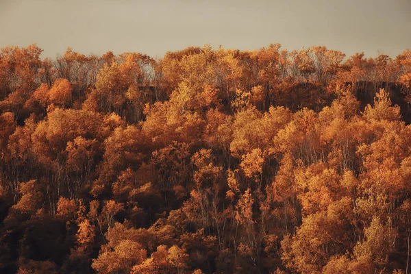 Abstract Background Texture Autumn Forest Yellow Trees Pattern Landscape View — Stock Photo, Image