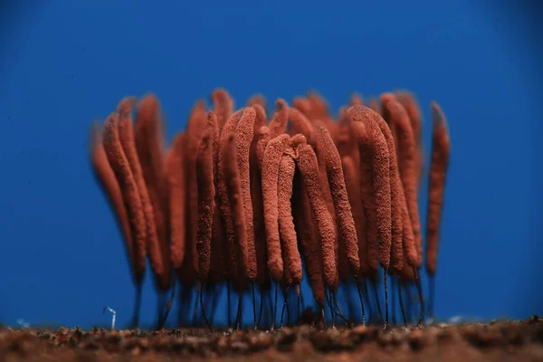 plasmodium mold fungi, microscope close-up little life, unusual fungi mold in the forest