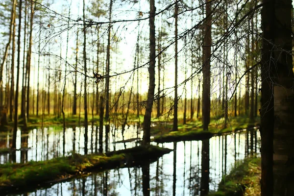 Automne Taïga Forêt Paysage Vue Sur Nature Tomber Dans Les — Photo