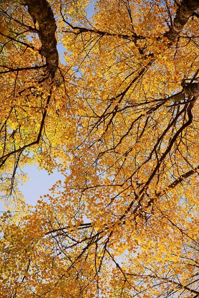 抽象的な秋の背景は黄色の自然を残します10月の壁紙季節 — ストック写真