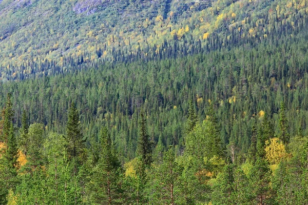 Orman Arka Planındaki Yaz Manzarası Doğa Yaz Mevsimi Manzarası Ağaçları — Stok fotoğraf