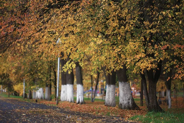 Alley Autumn Park Landscape Fall Yellow Road Seasonal Landscape October — Stock Photo, Image