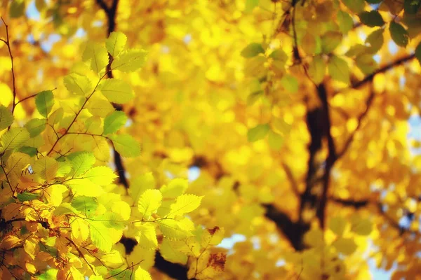 Astratto Autunno Autunno Sfondo Foglie Giallo Natura Ottobre Carta Parati — Foto Stock