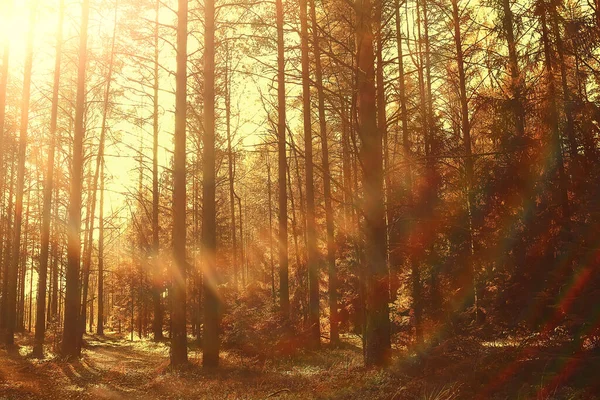 Абстрактный Пейзаж Фоне Осеннего Солнца Блики Defocus Боке Просматривать Солнечный — стоковое фото
