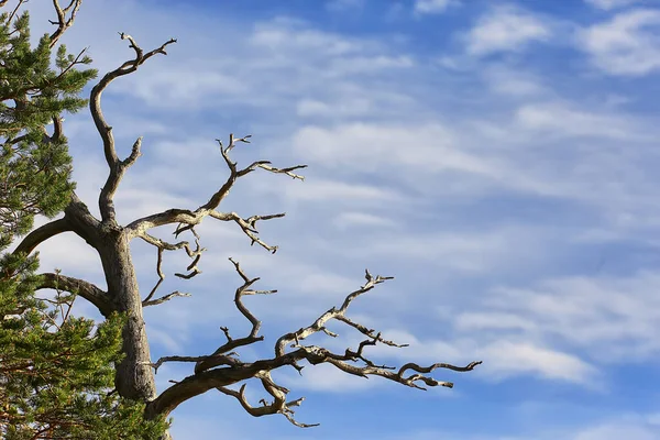 Hutan Taiga Musim Gugur Pemandangan Alam Jatuh Pegunungan — Stok Foto