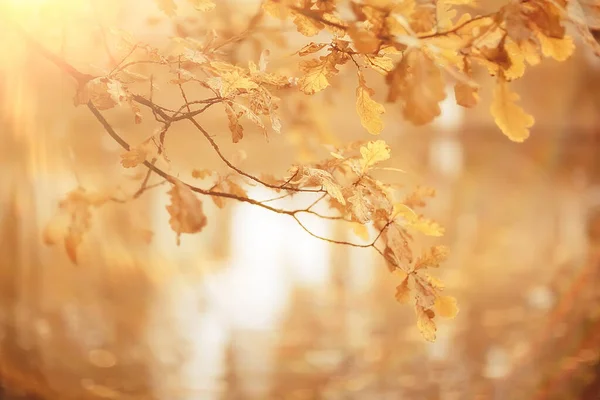 Slunečná Krajina Podzimním Parku Podzimní Sezóna Pozadí Oranžový Park — Stock fotografie