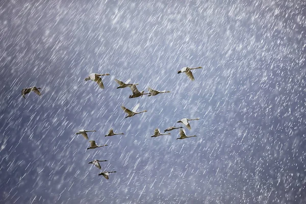 Troupeau Cygnes Fuite Contre Ciel Groupe Oiseaux Sauvages Migration — Photo