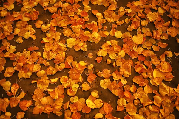 Gefallene Blätter Saisonal Abstrakten Hintergrund — Stockfoto