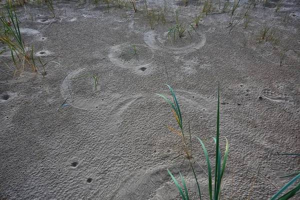 アリライオンの足跡が地面にある昆虫捕食者幼虫の穴に — ストック写真
